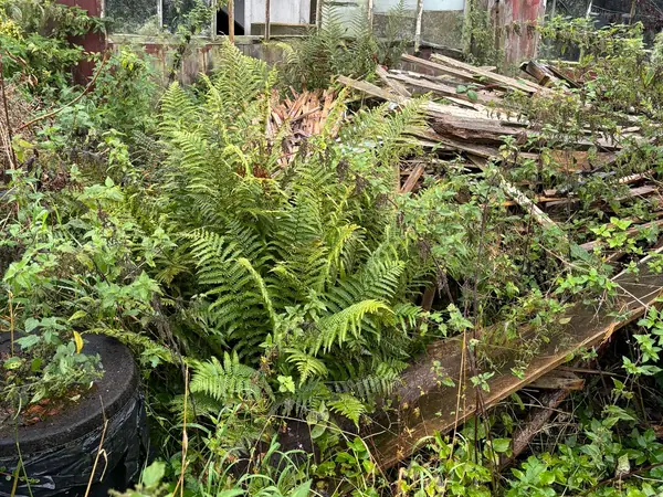 Overgrown yard and workshop before clearance